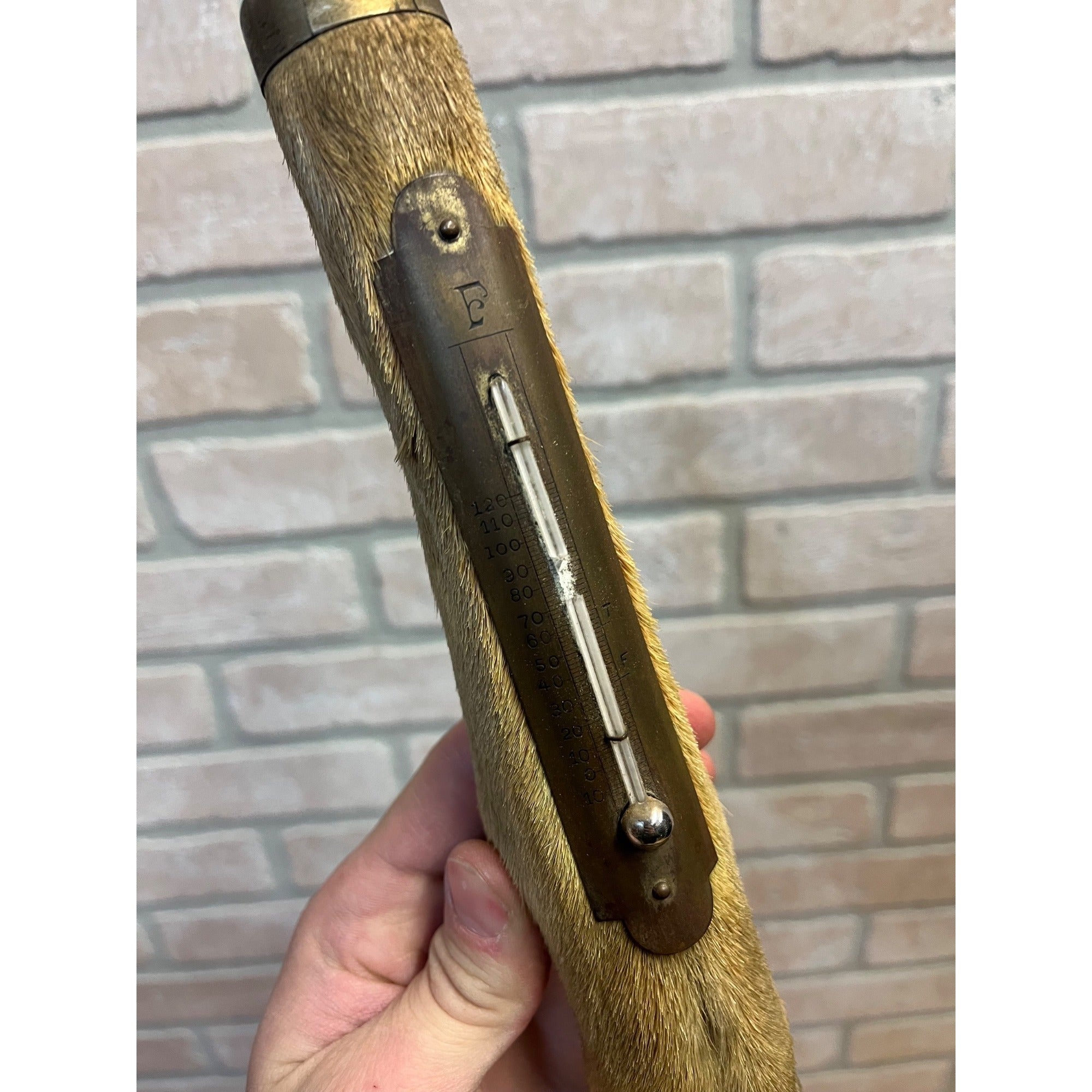 Antique Victorian 1800s Deer Hoof Foot Therm Cabin Decor Taxidermy Unusual
