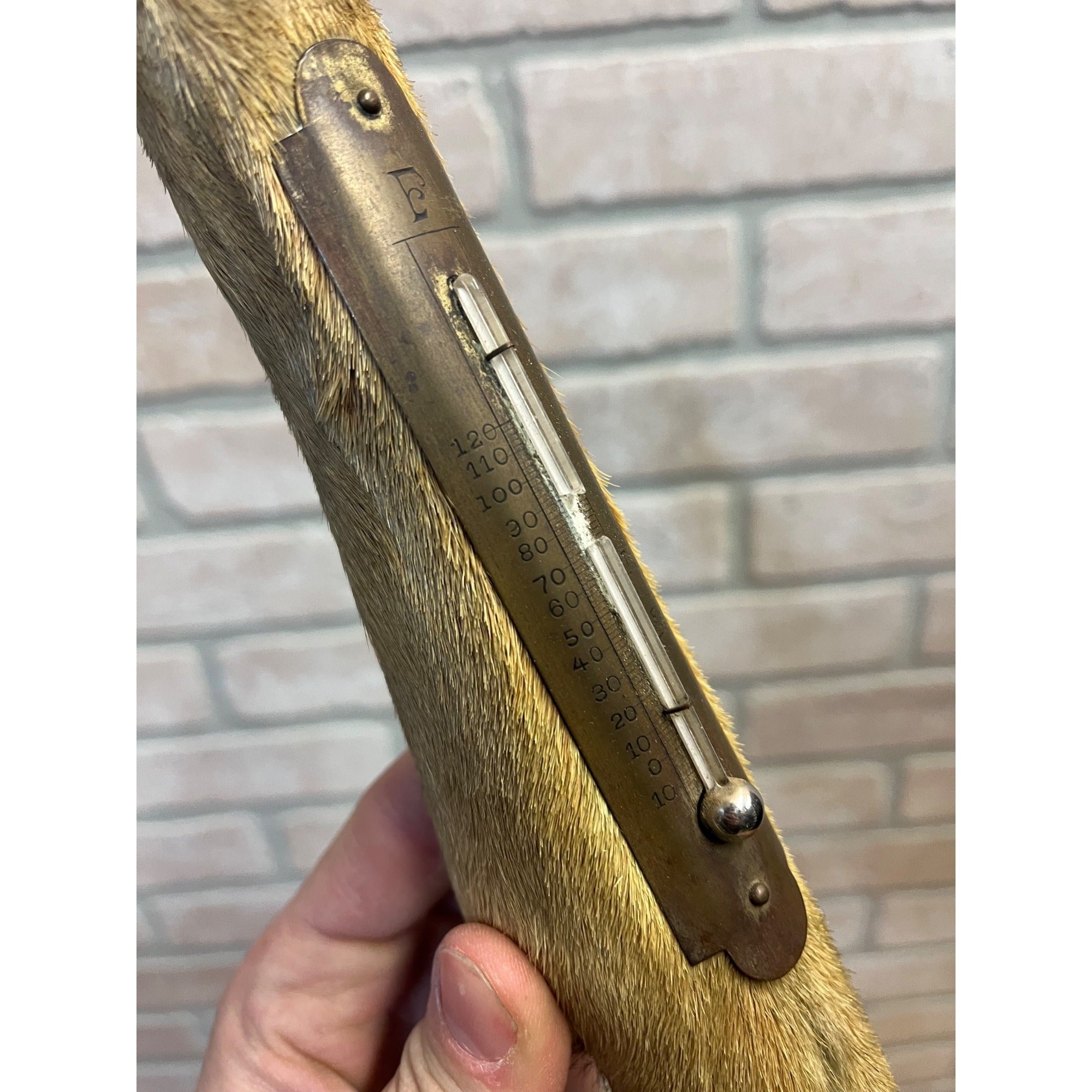 Antique Victorian 1800s Deer Hoof Foot Therm Cabin Decor Taxidermy Unusual