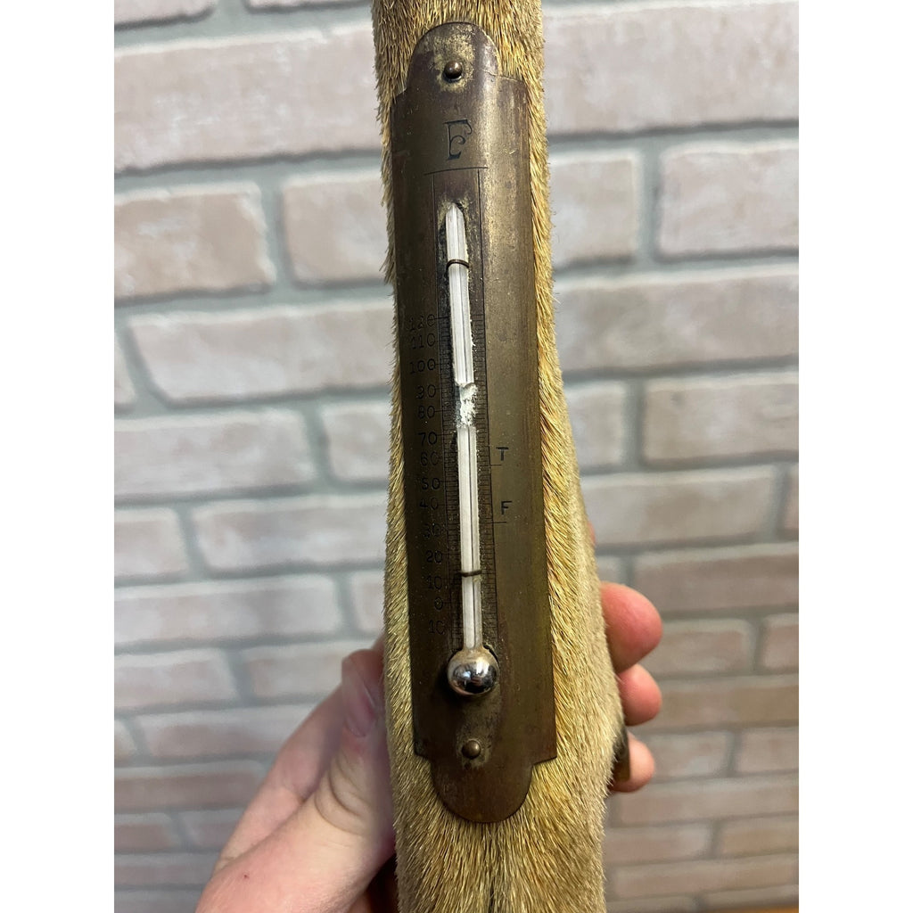 Antique Victorian 1800s Deer Hoof Foot Therm Cabin Decor Taxidermy Unusual