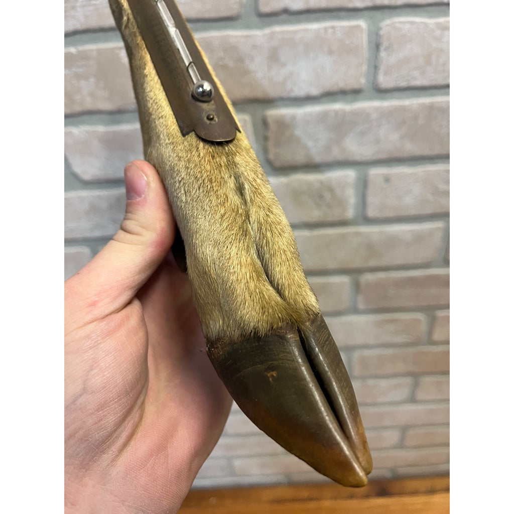 Antique Victorian 1800s Deer Hoof Foot Therm Cabin Decor Taxidermy Unusual