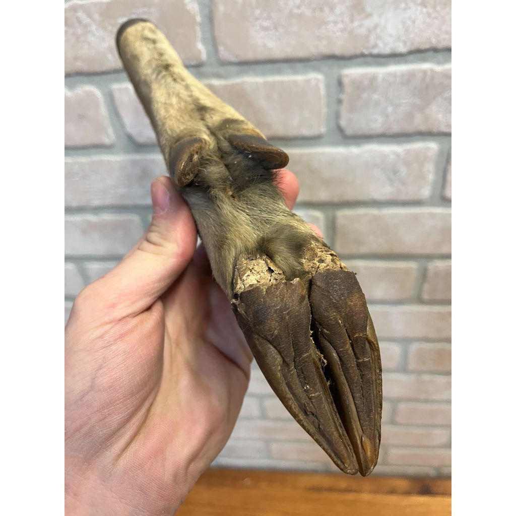 Antique Victorian 1800s Deer Hoof Foot Therm Cabin Decor Taxidermy Unusual