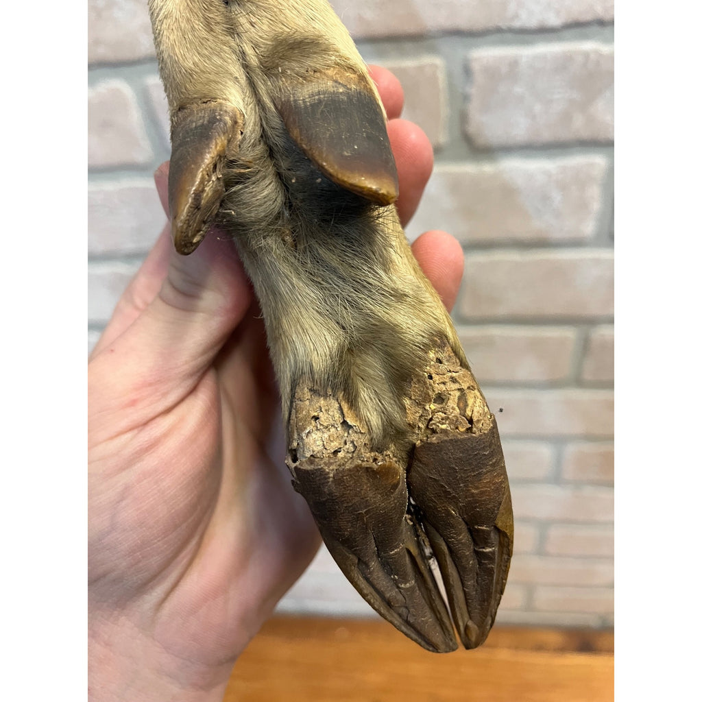 Antique Victorian 1800s Deer Hoof Foot Therm Cabin Decor Taxidermy Unusual