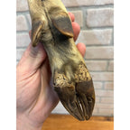 Antique Victorian 1800s Deer Hoof Foot Therm Cabin Decor Taxidermy Unusual