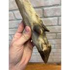 Antique Victorian 1800s Deer Hoof Foot Therm Cabin Decor Taxidermy Unusual