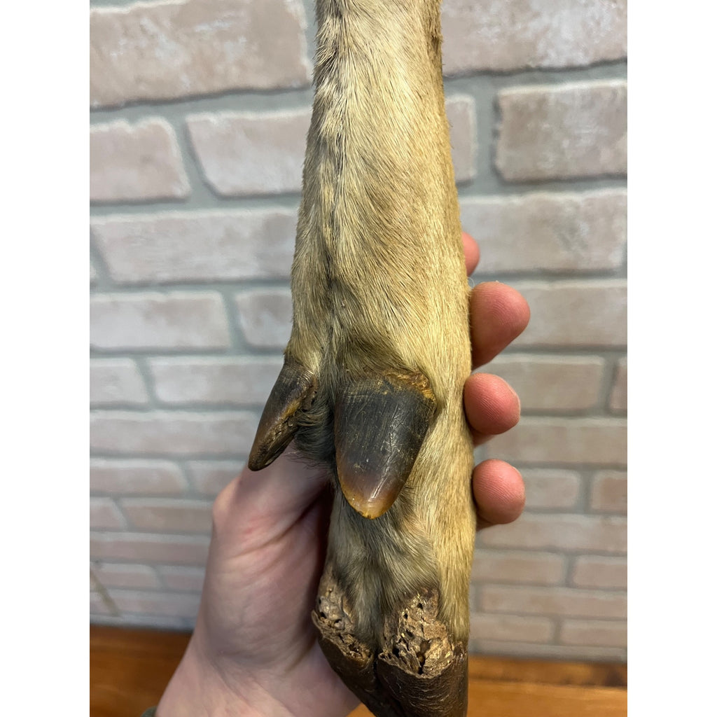 Antique Victorian 1800s Deer Hoof Foot Therm Cabin Decor Taxidermy Unusual