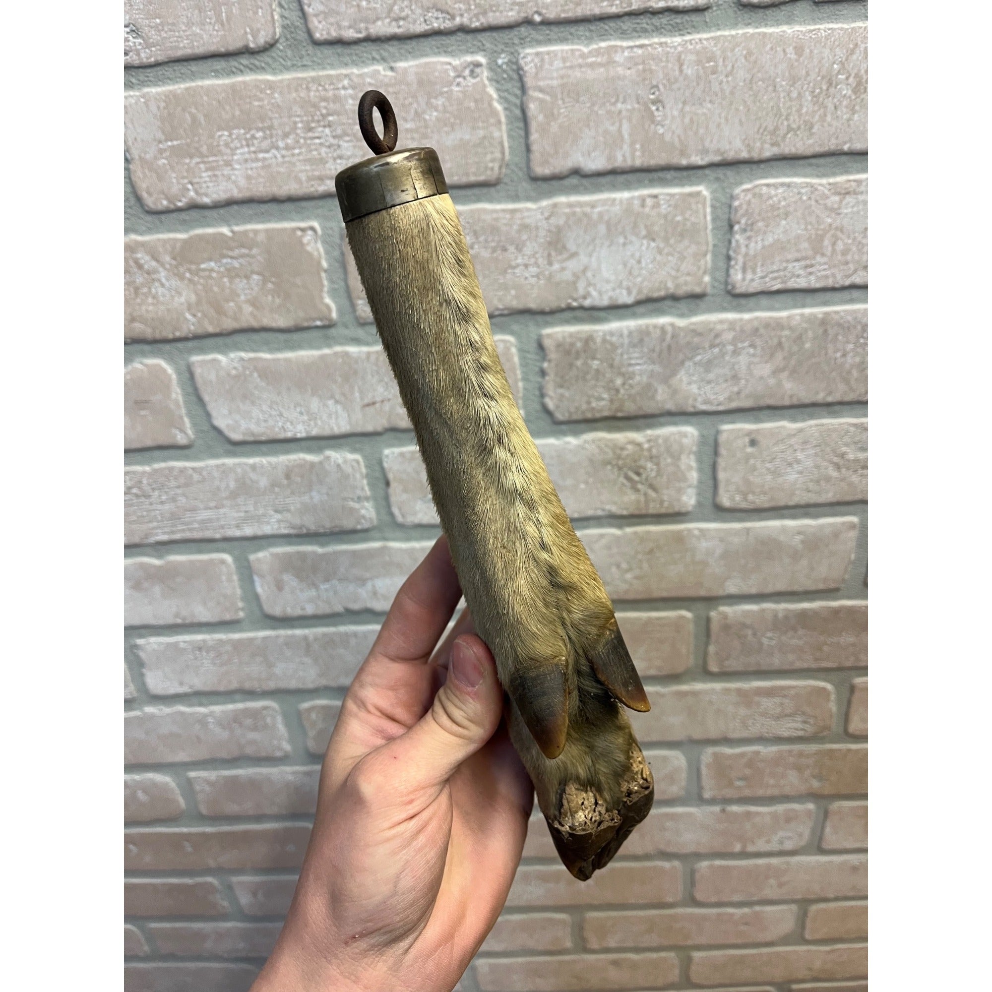Antique Victorian 1800s Deer Hoof Foot Therm Cabin Decor Taxidermy Unusual