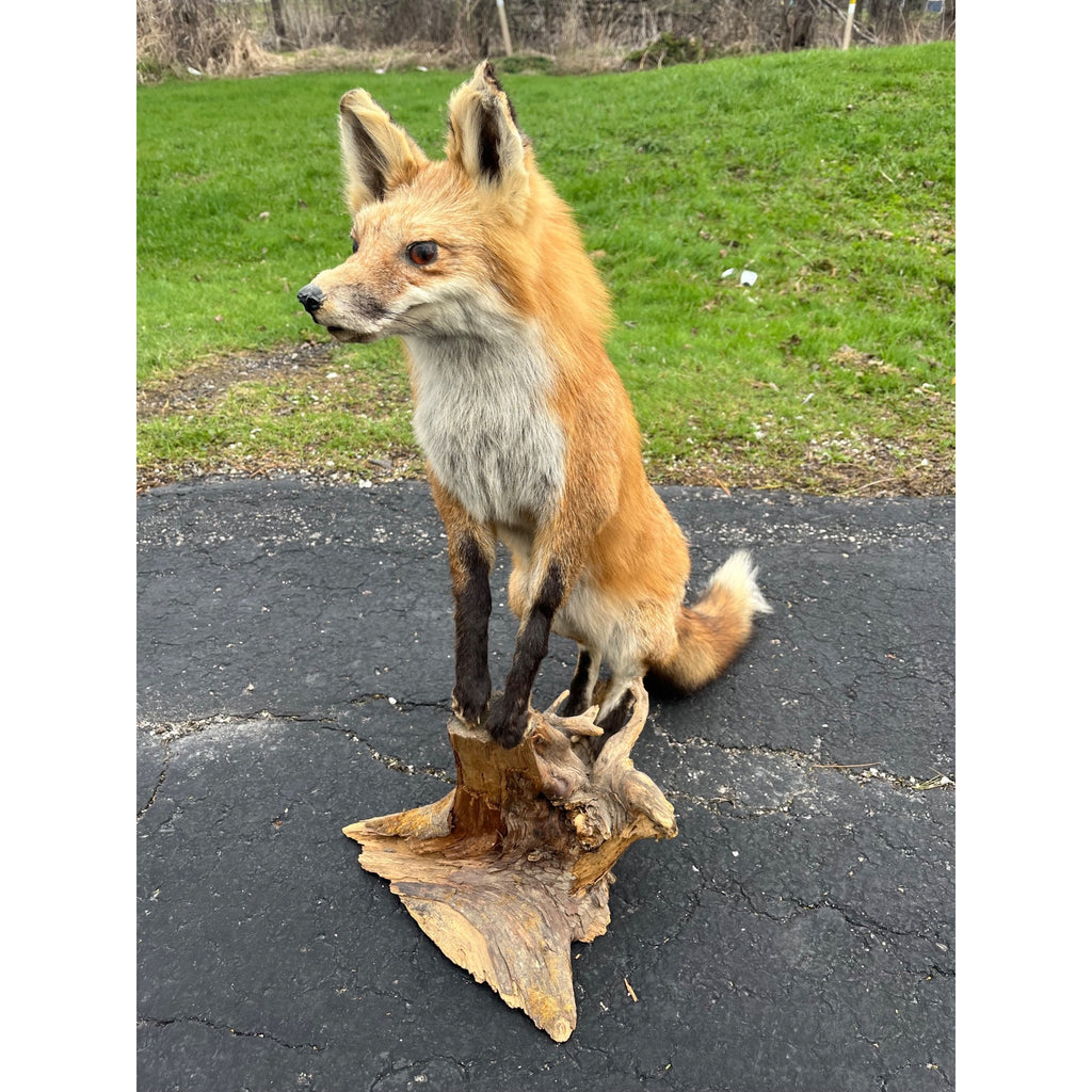 Red Fox Full Body Taxidermy Mount - Standing Pose on Wood