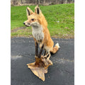 Red Fox Full Body Taxidermy Mount - Standing Pose on Wood