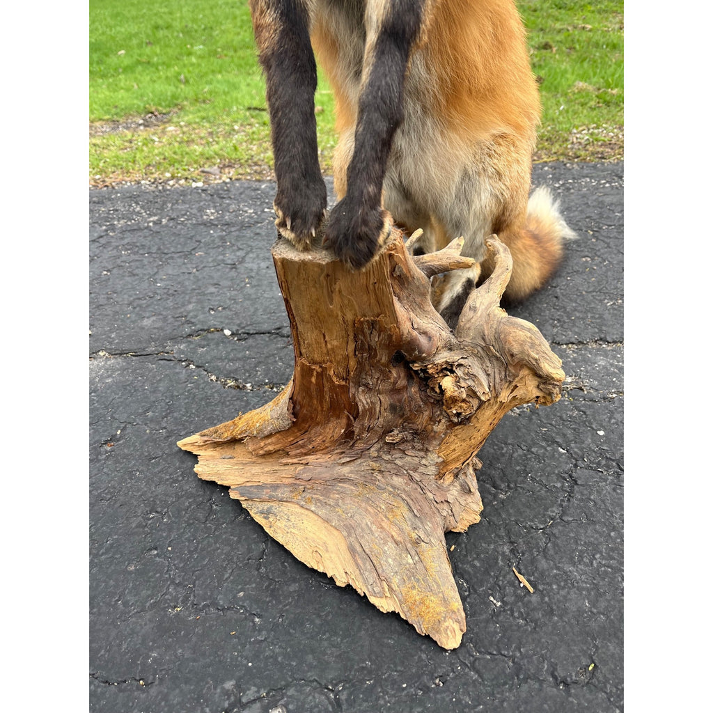Red Fox Full Body Taxidermy Mount - Standing Pose on Wood