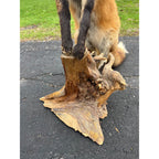 Red Fox Full Body Taxidermy Mount - Standing Pose on Wood