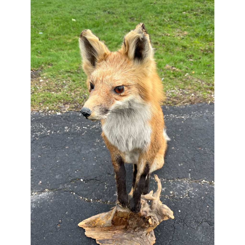 Red Fox Full Body Taxidermy Mount - Standing Pose on Wood