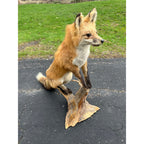 Red Fox Full Body Taxidermy Mount - Standing Pose on Wood
