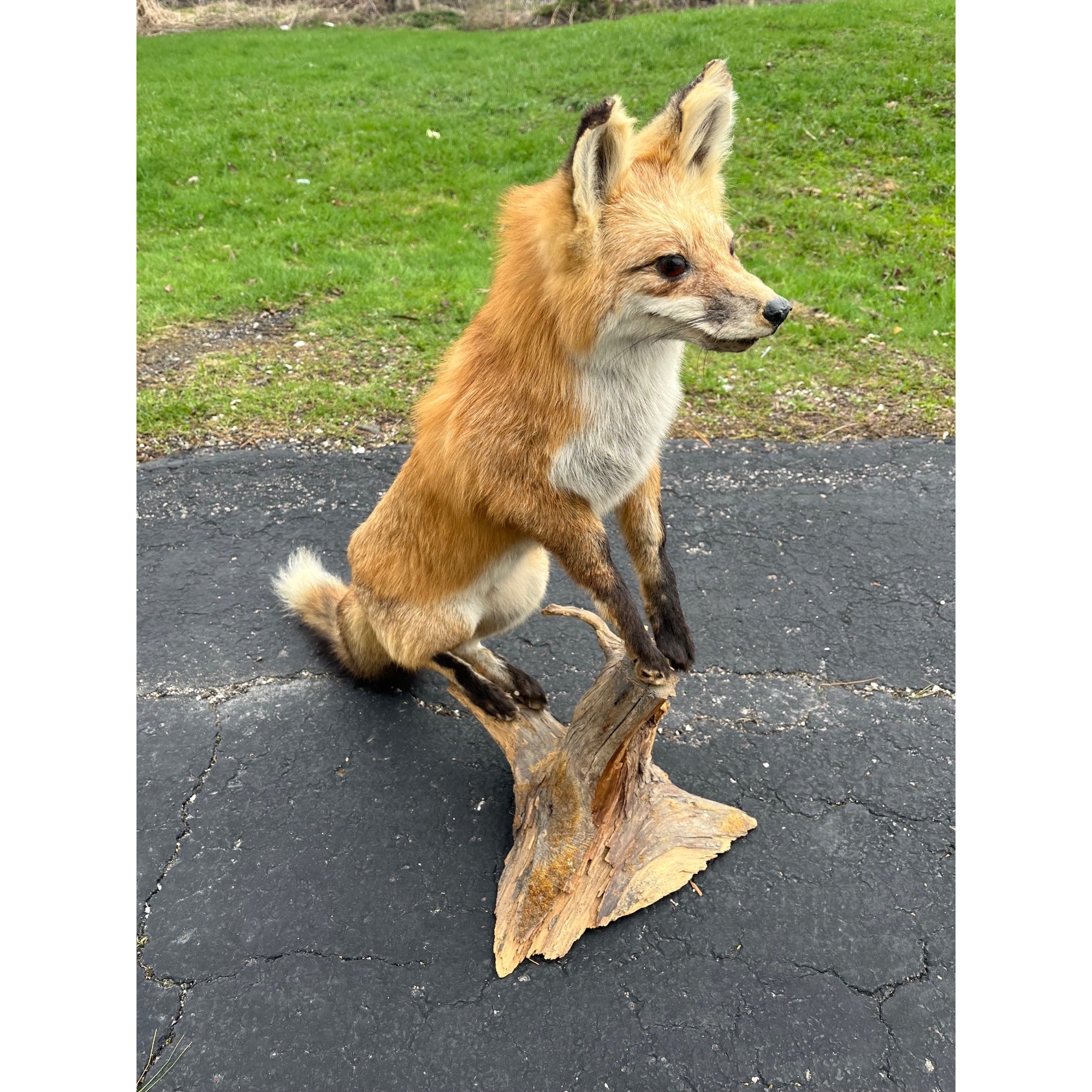 Red Fox Full Body Taxidermy Mount - Standing Pose on Wood