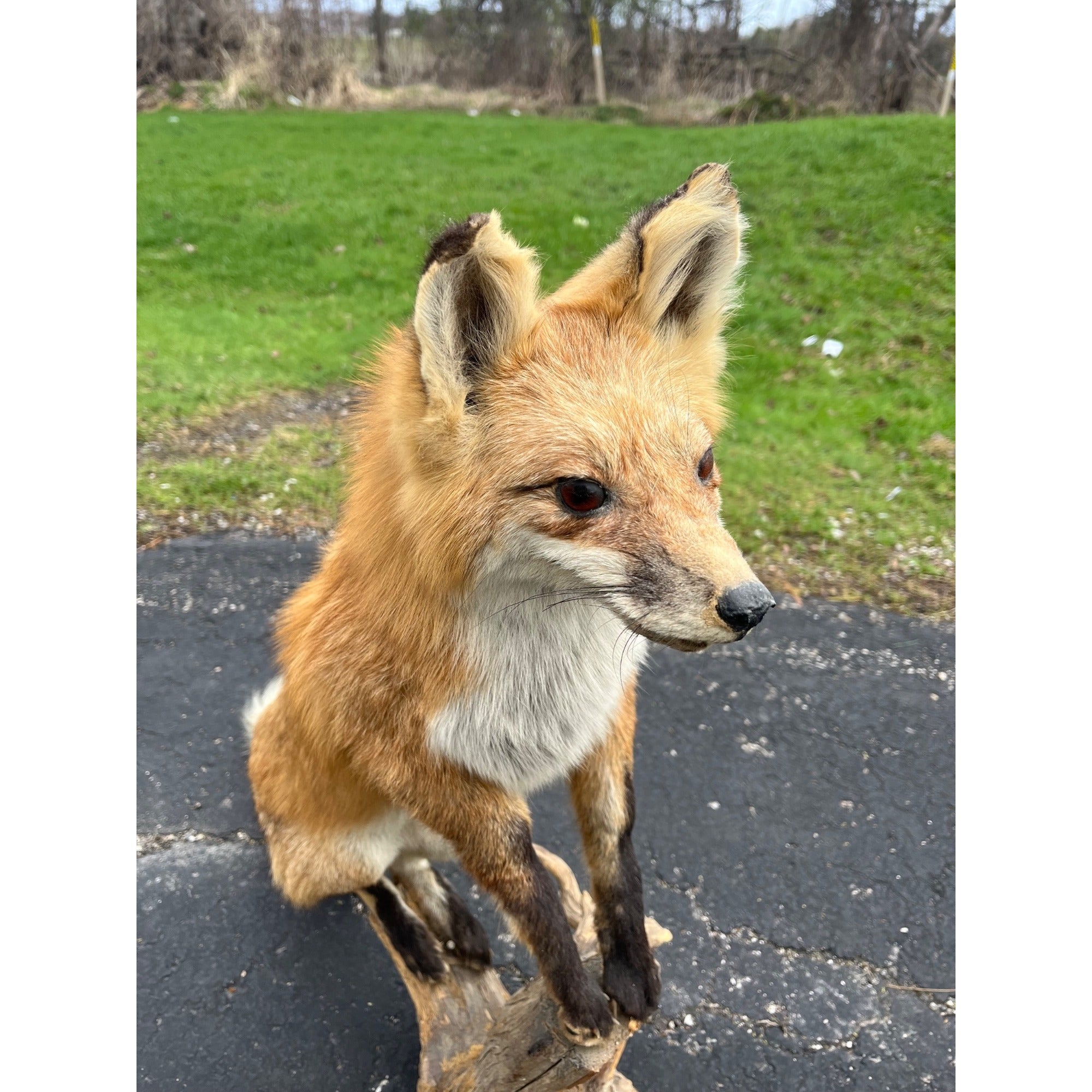 Red Fox Full Body Taxidermy Mount - Standing Pose on Wood