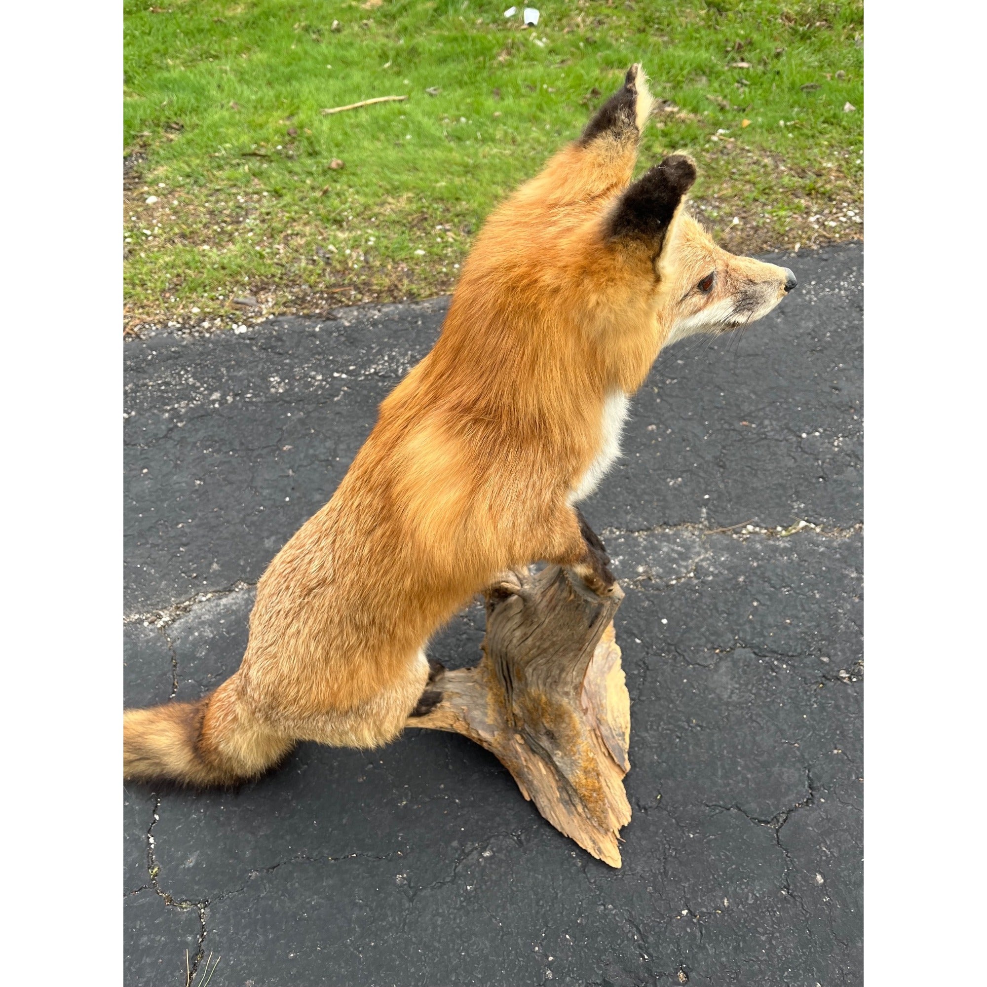 Red Fox Full Body Taxidermy Mount - Standing Pose on Wood