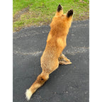 Red Fox Full Body Taxidermy Mount - Standing Pose on Wood