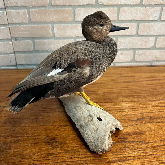 American Wigeon Hen Taxidermy Duck Mount Mounted on Drift Wood