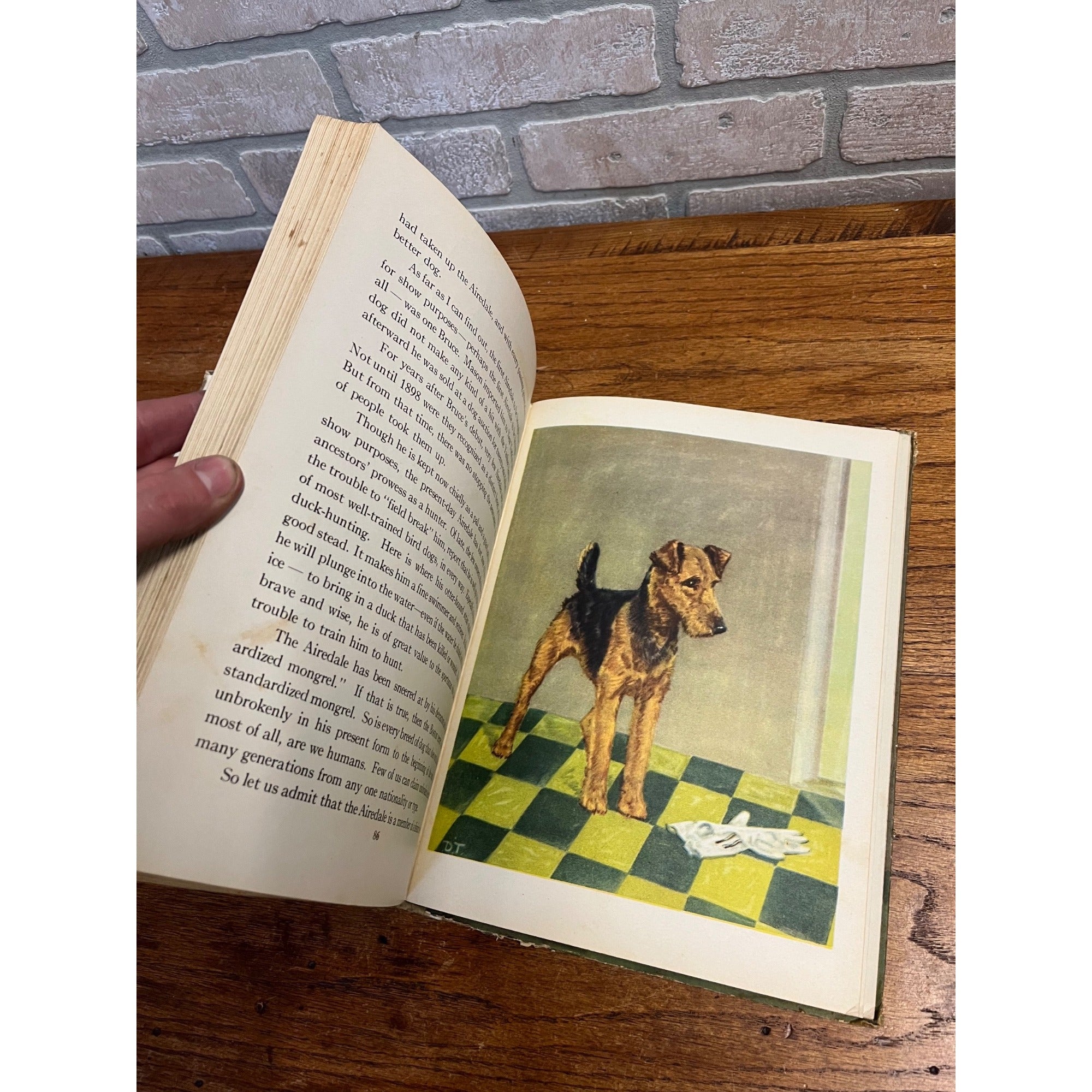 The Dog Book 1930s Diane Thorn & Albert Payson Terhune Colored Illustrations Nice