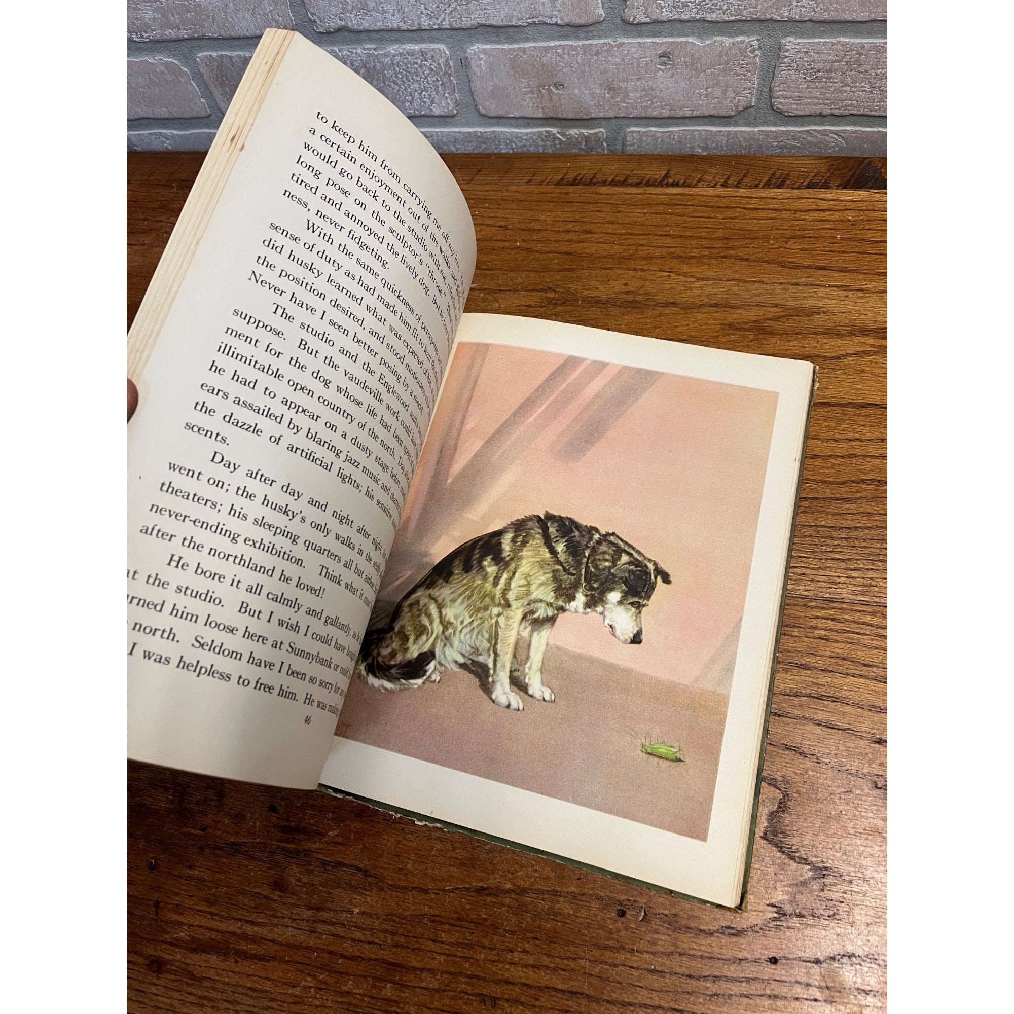 The Dog Book 1930s Diane Thorn & Albert Payson Terhune Colored Illustrations Nice