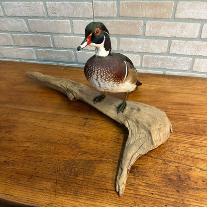 Wood Duck Drake Taxidermy Duck Mount Mounted on Drift Wood