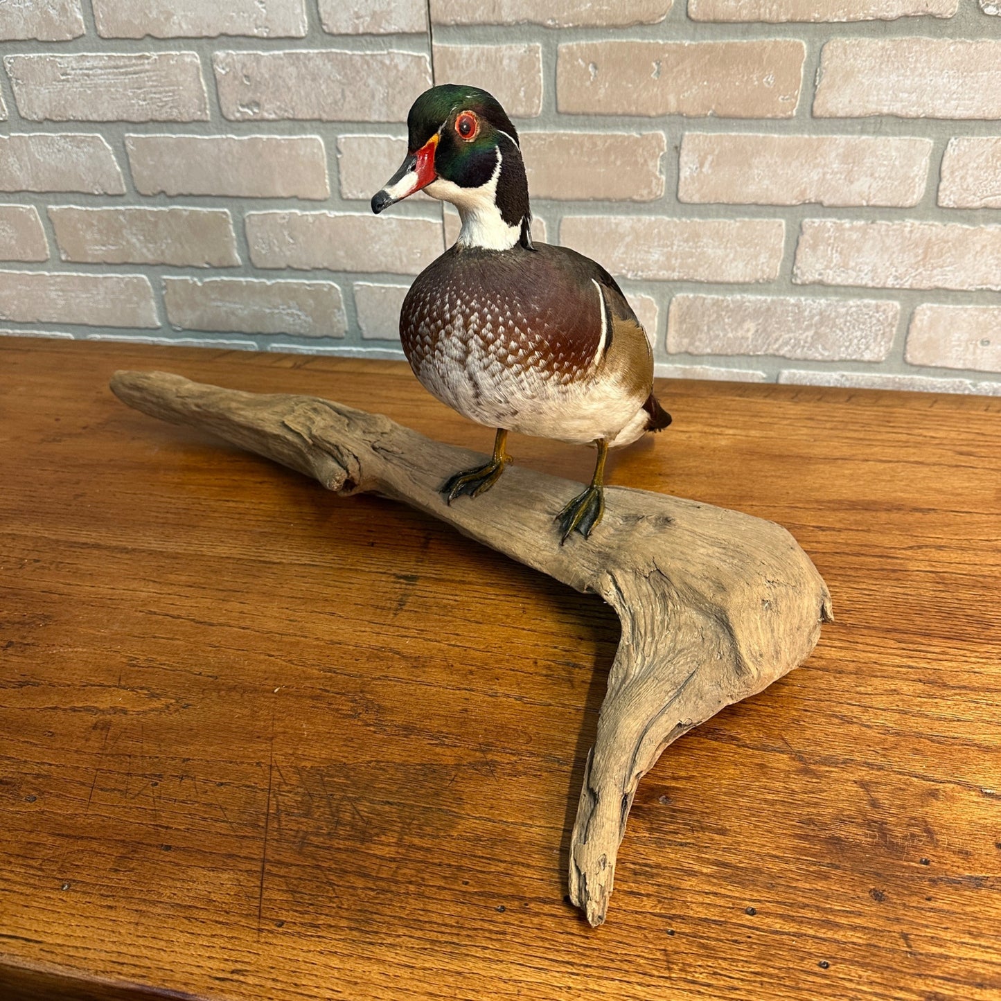 Wood Duck Drake Taxidermy Duck Mount Mounted on Drift Wood