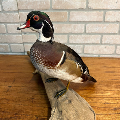 Wood Duck Drake Taxidermy Duck Mount Mounted on Drift Wood