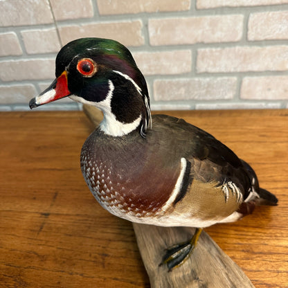 Wood Duck Drake Taxidermy Duck Mount Mounted on Drift Wood