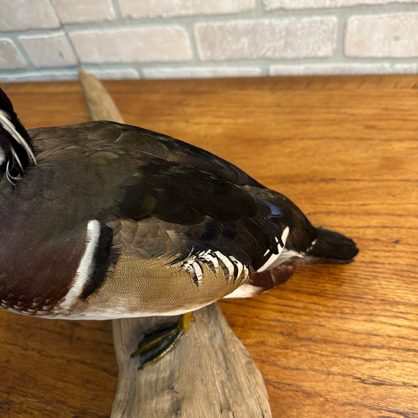 Wood Duck Drake Taxidermy Duck Mount Mounted on Drift Wood