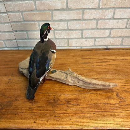 Wood Duck Drake Taxidermy Duck Mount Mounted on Drift Wood