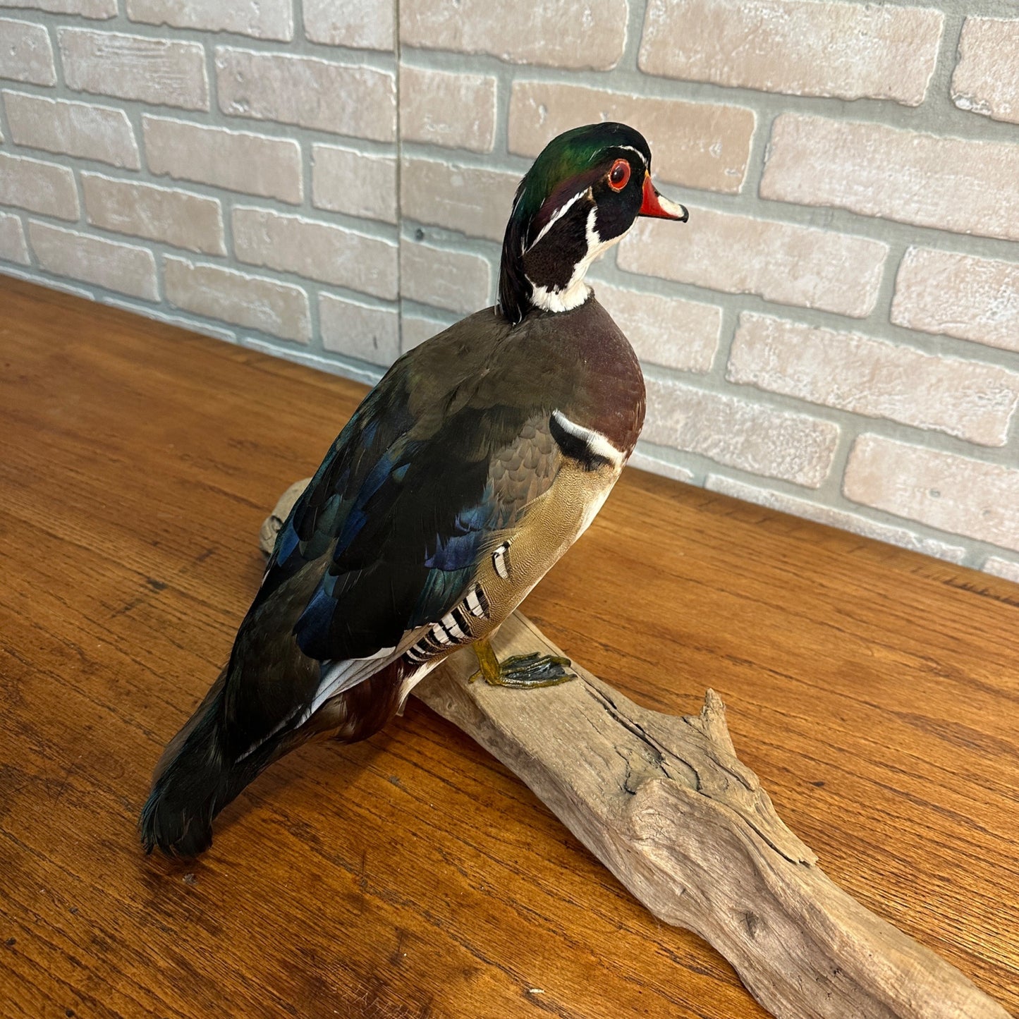 Wood Duck Drake Taxidermy Duck Mount Mounted on Drift Wood