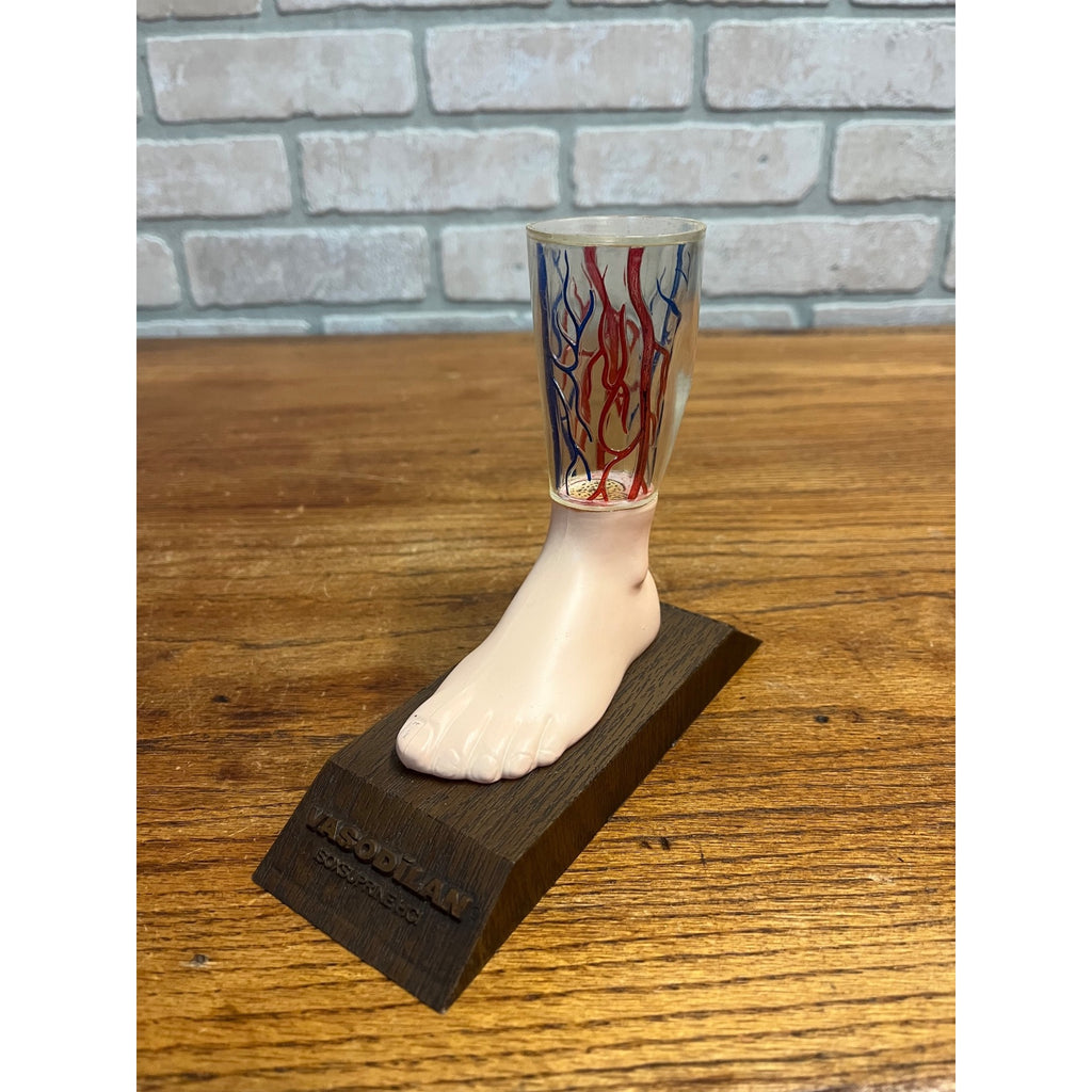 Vintage Vasodilan Advertising Display Foot Anatomical Store Model Mead Johnson