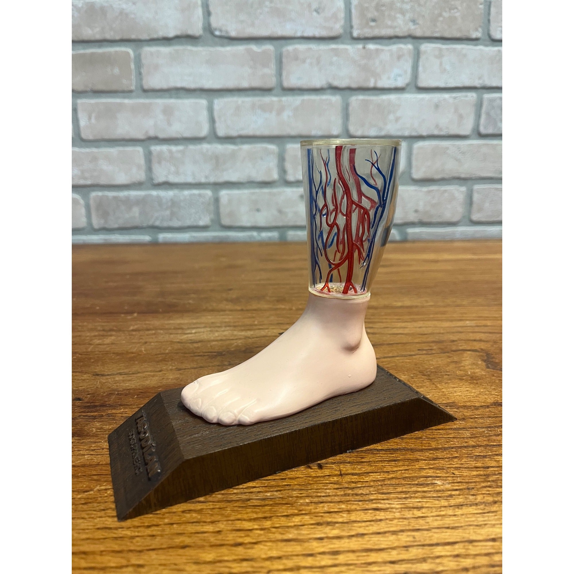Vintage Vasodilan Advertising Display Foot Anatomical Store Model Mead Johnson