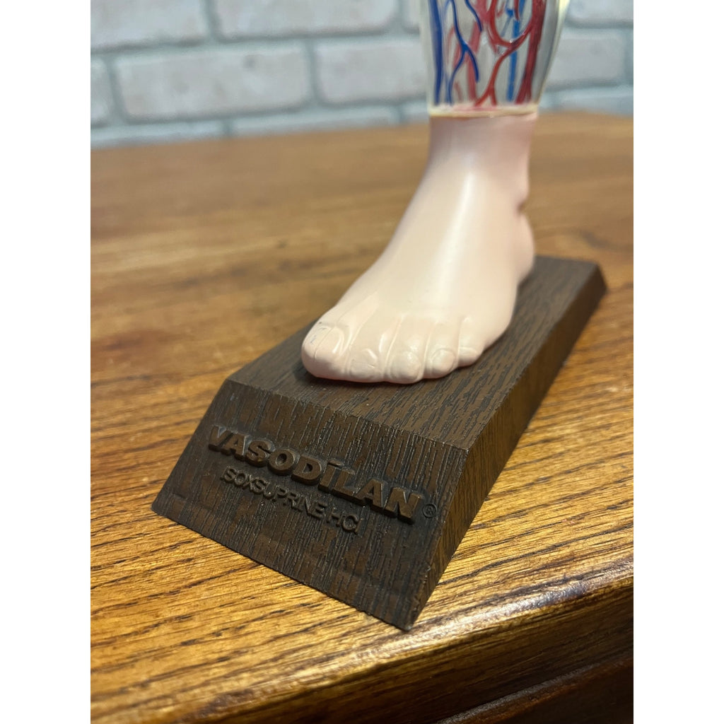 Vintage Vasodilan Advertising Display Foot Anatomical Store Model Mead Johnson