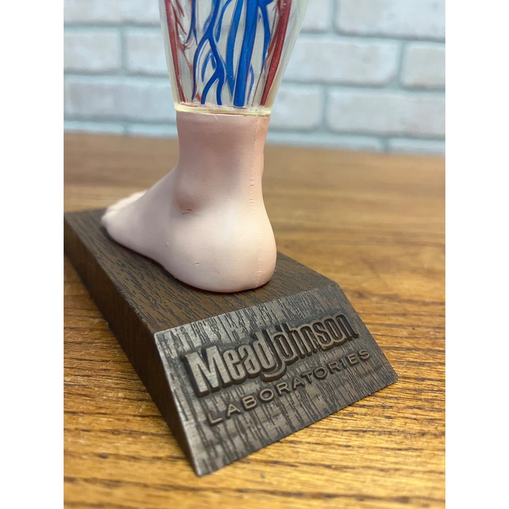 Vintage Vasodilan Advertising Display Foot Anatomical Store Model Mead Johnson