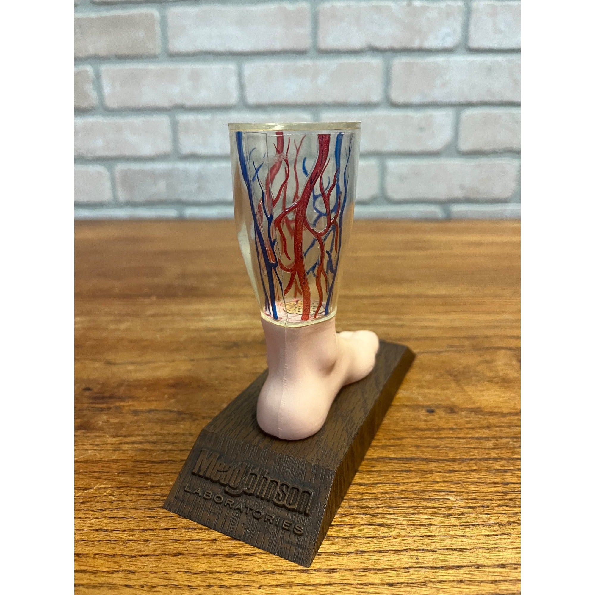 Vintage Vasodilan Advertising Display Foot Anatomical Store Model Mead Johnson