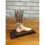 Vintage Vasodilan Advertising Display Foot Anatomical Store Model Mead Johnson