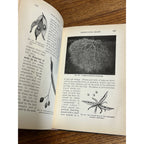 Vintage 1910 Plant Relations Fisrt Book of Botany School Hardcover John Coulter