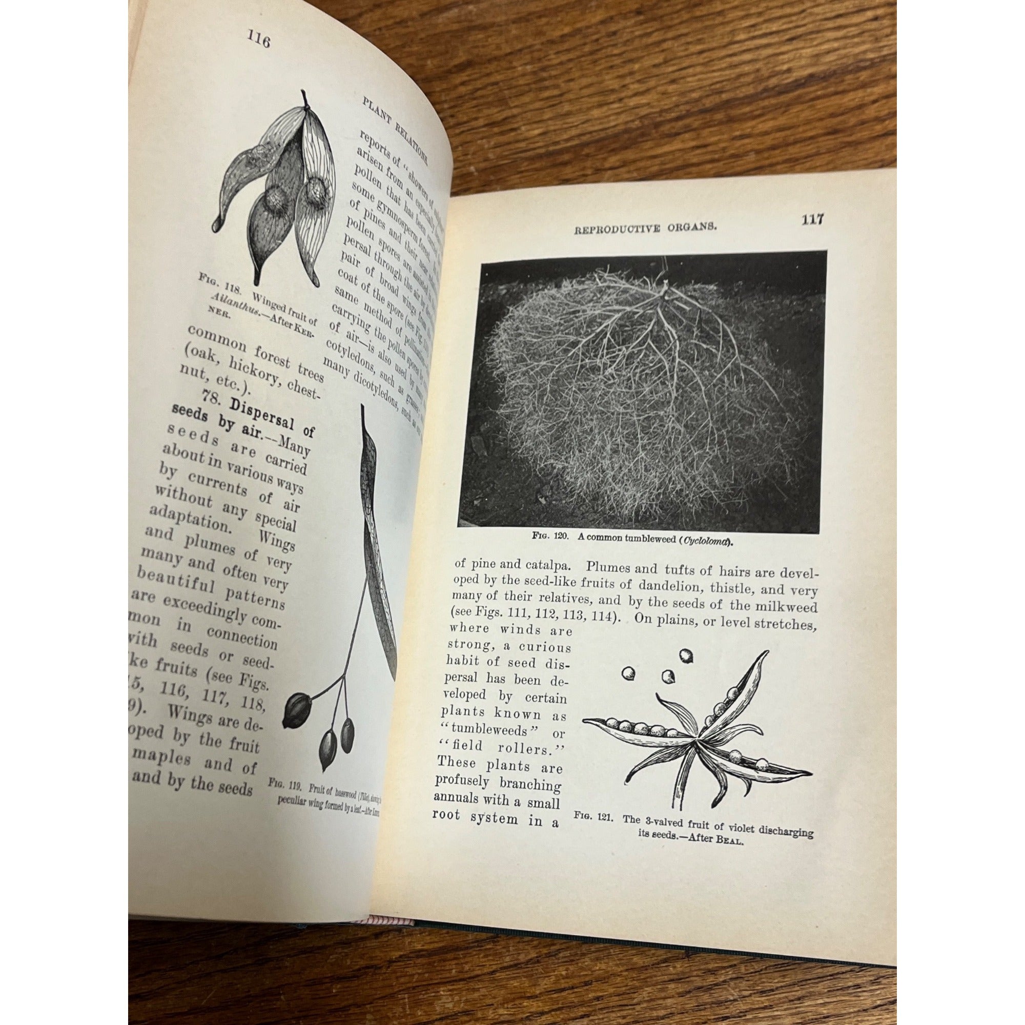 Vintage 1910 Plant Relations Fisrt Book of Botany School Hardcover John Coulter