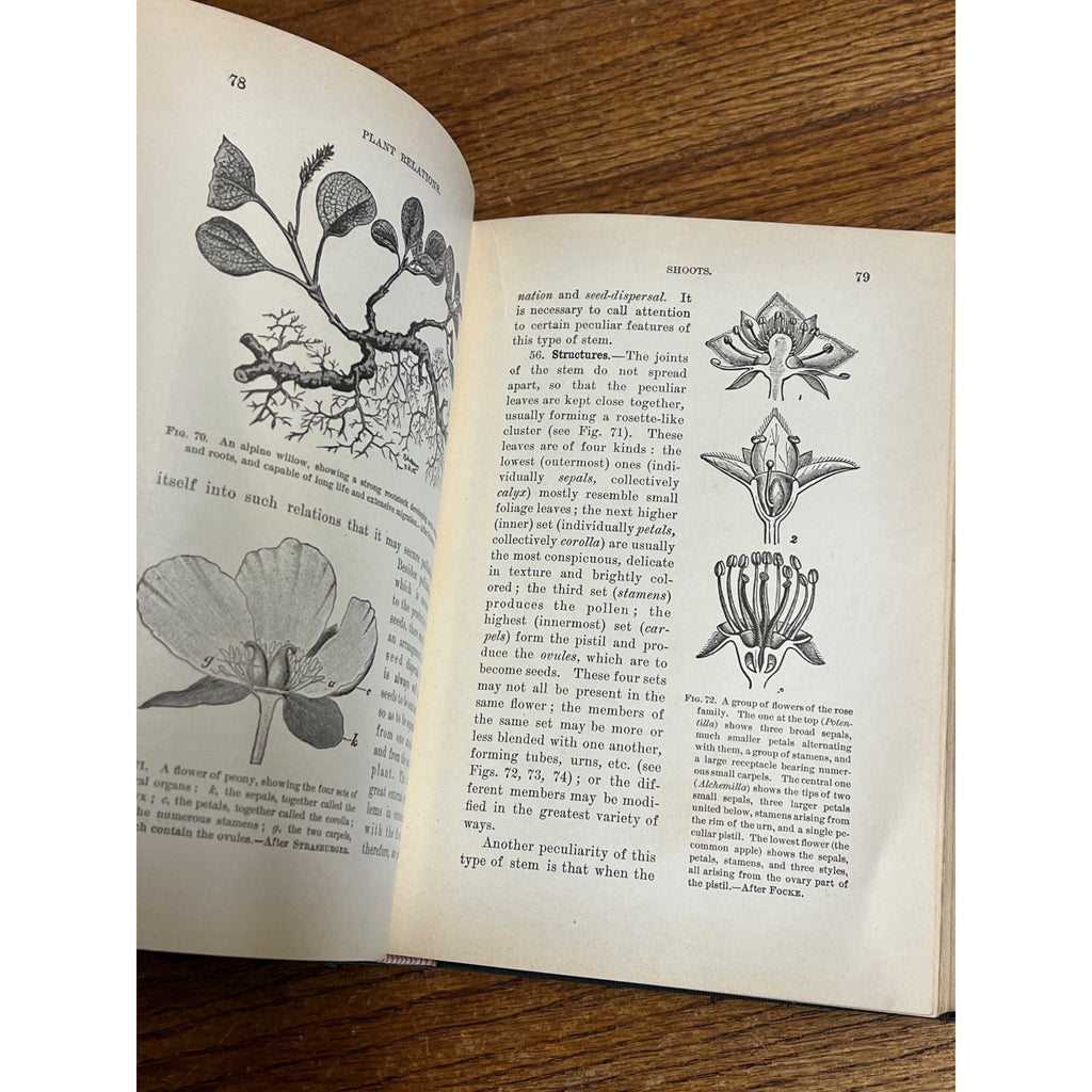 Vintage 1910 Plant Relations Fisrt Book of Botany School Hardcover John Coulter
