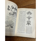 Vintage 1910 Plant Relations Fisrt Book of Botany School Hardcover John Coulter