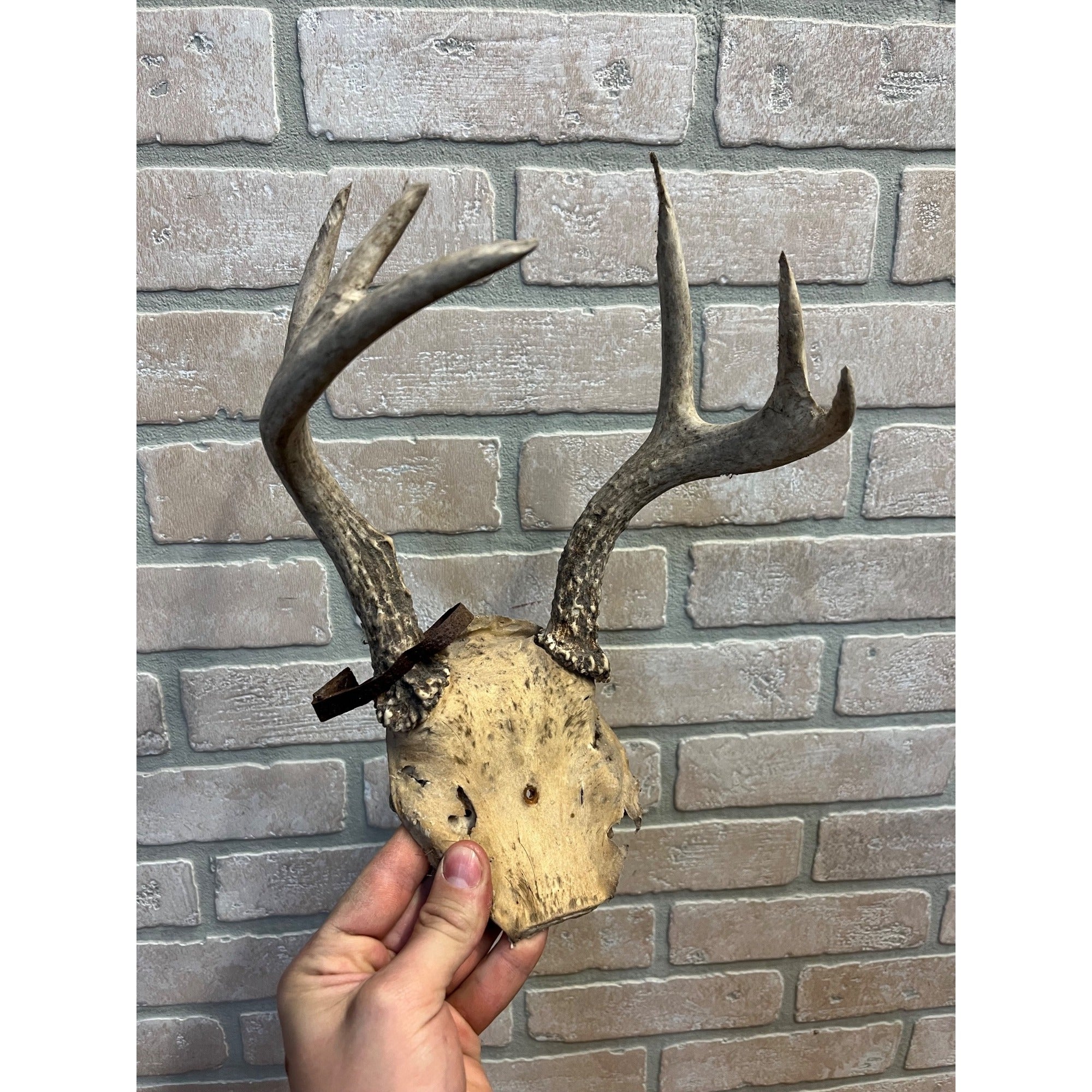 Vintage Genuine Whitetail Deer Antler w/ Skull Cap Cabin Decor 6-Point 1930's-1940's
