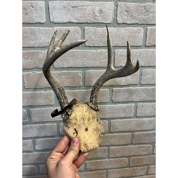 Vintage Genuine Whitetail Deer Antler w/ Skull Cap Cabin Decor 6-Point 1930's-1940's