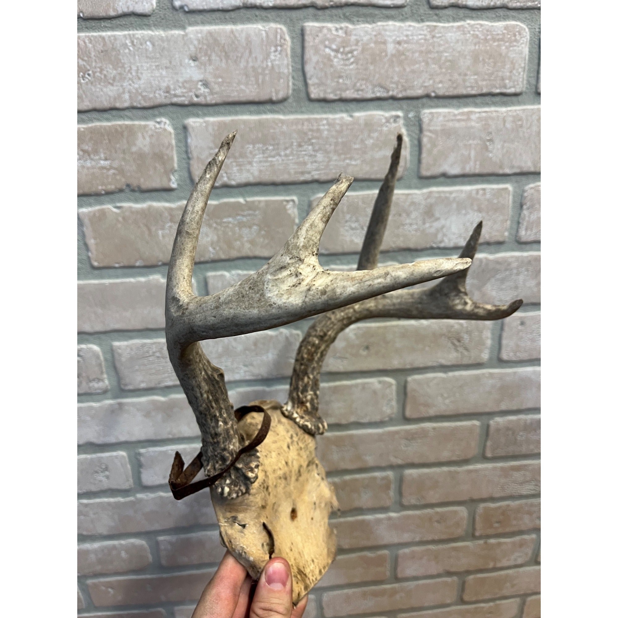 Vintage Genuine Whitetail Deer Antler w/ Skull Cap Cabin Decor 6-Point 1930's-1940's