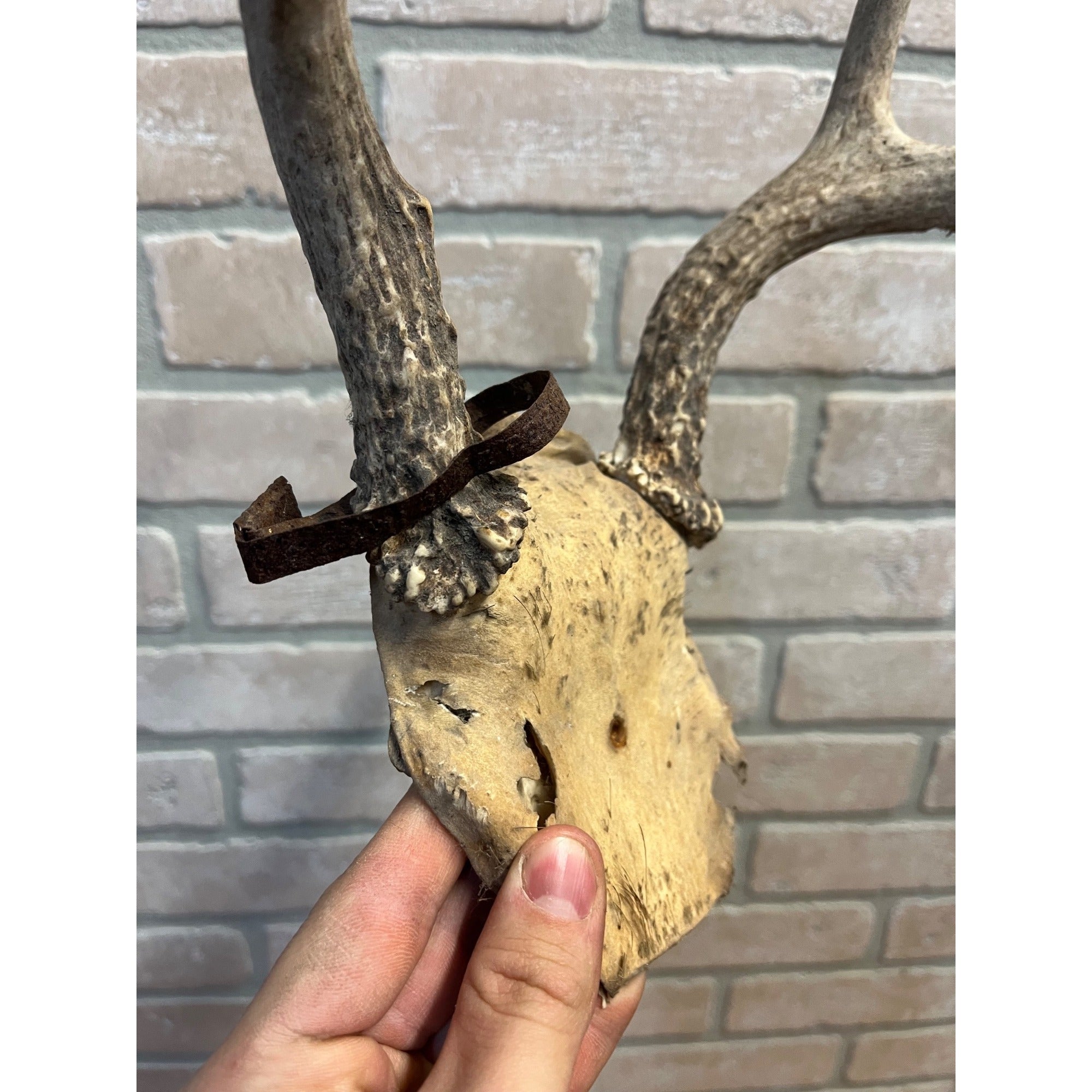 Vintage Genuine Whitetail Deer Antler w/ Skull Cap Cabin Decor 6-Point 1930's-1940's