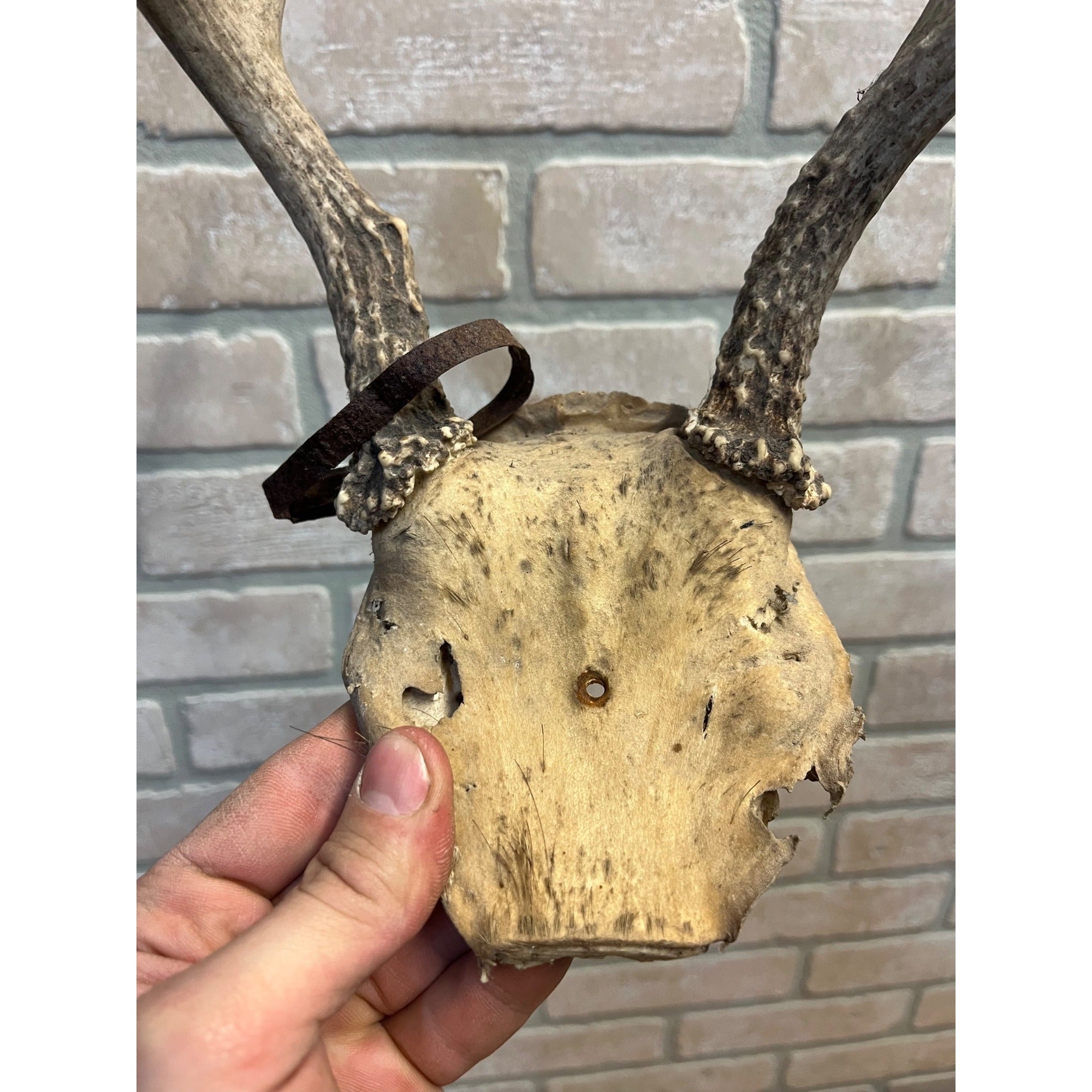 Vintage Genuine Whitetail Deer Antler w/ Skull Cap Cabin Decor 6-Point 1930's-1940's