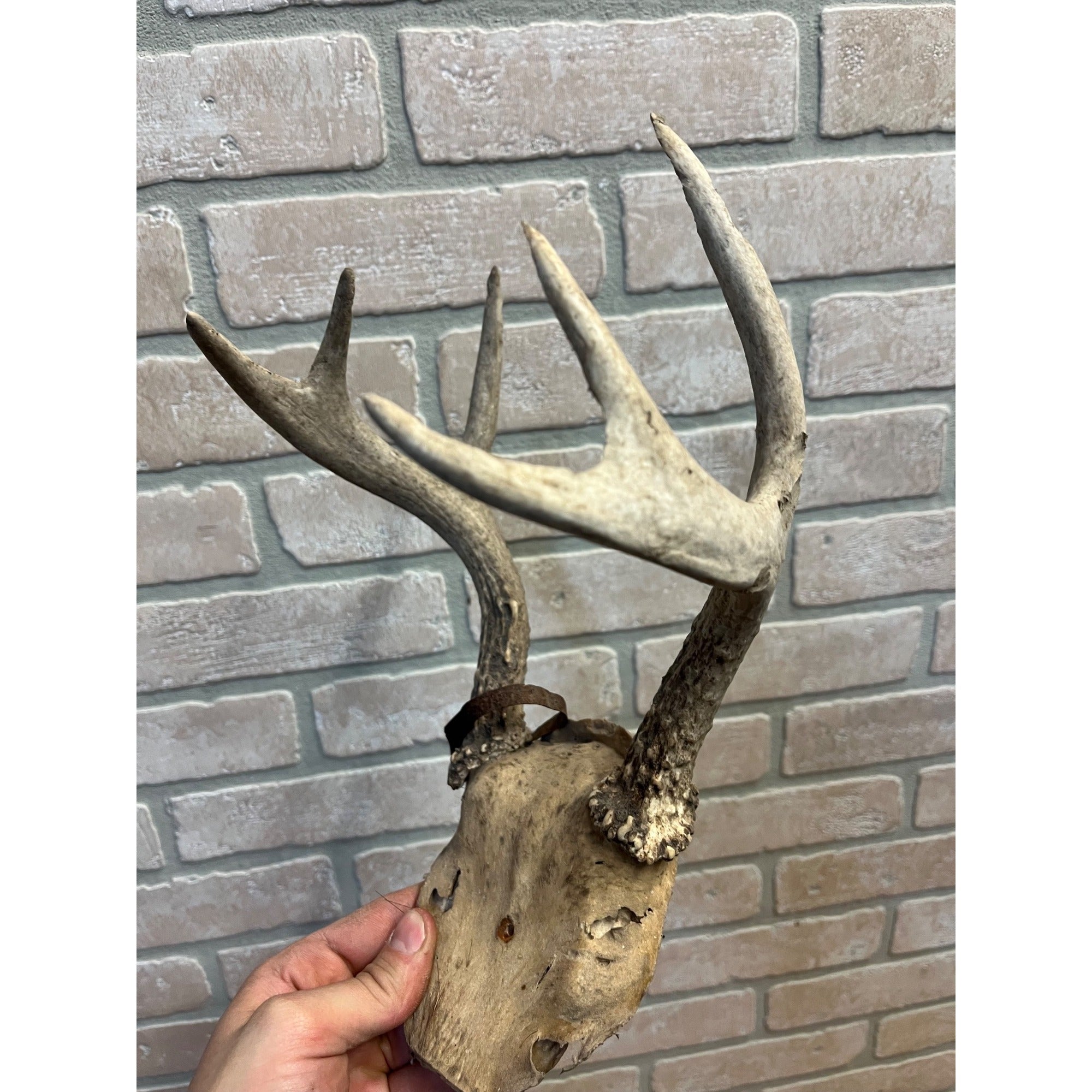 Vintage Genuine Whitetail Deer Antler w/ Skull Cap Cabin Decor 6-Point 1930's-1940's