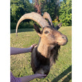 Horned Ram Taxidermy Shoulder Mount Hunting Wall Decor Log Cabin
