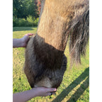 Horned Ram Taxidermy Shoulder Mount Hunting Wall Decor Log Cabin