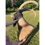 Horned Ram Taxidermy Shoulder Mount Hunting Wall Decor Log Cabin