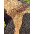 Horned Ram Taxidermy Shoulder Mount Hunting Wall Decor Log Cabin